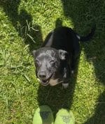 Pingente em Ouro BX 416 PINBX104 - Imagem 2